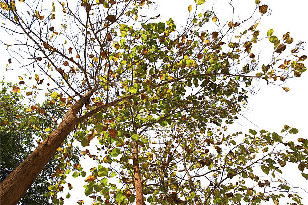 Green leaf or branch isolated on white background with clipping path.