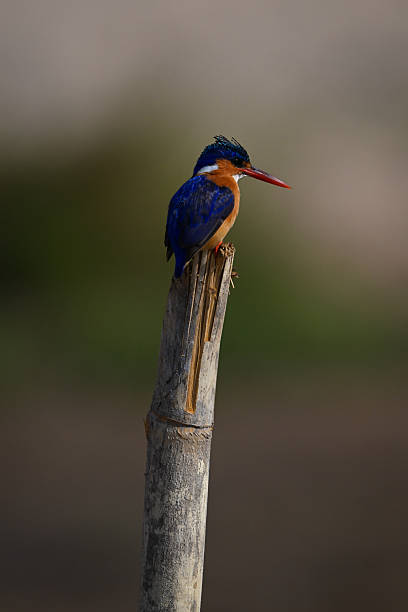 istock Malachite kingfisher on guano-stained post looks down 2230286867