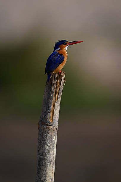 istock Malachite kingfisher on guano-stained post looks up 2230286874