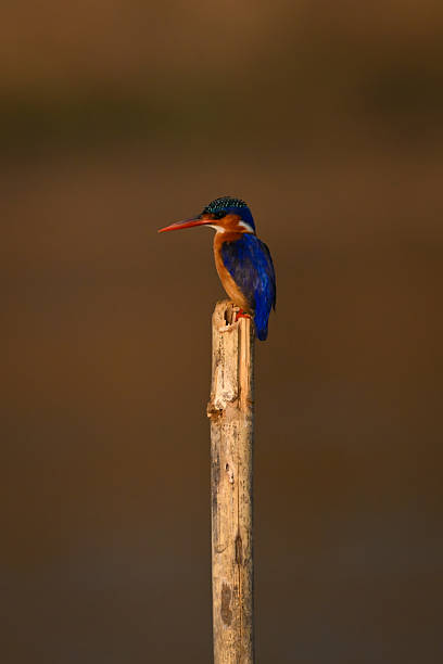 istock Malachite kingfisher on guano-stained post watches camera 2230286986
