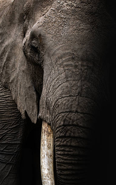 istock An Elephant in Africa 2230287174