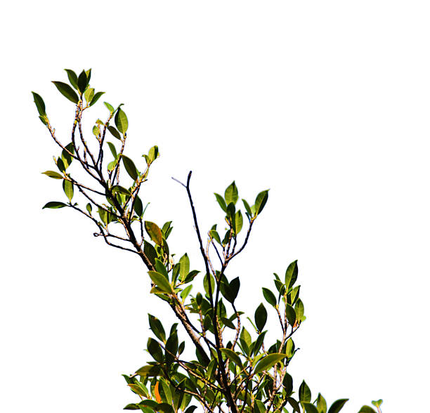Green leaf or branch isolated on white background with clipping path.