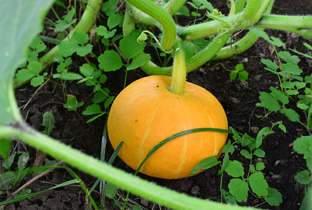 Golden Pumpkin Nestled in Garden
