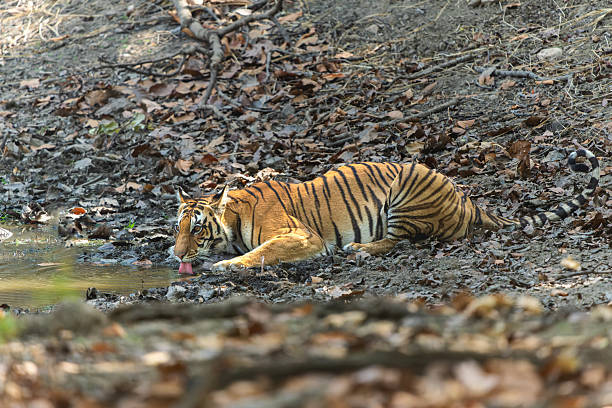istock Tiger in Kanha National Park in India 2230287404