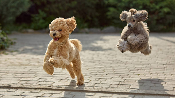 istock Run wild. Energetic small dogs joyfully leaping on paved path in sunny garden background 2230287561