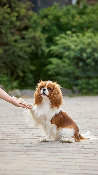 istock Paw connection. Cavalier King Charles Spaniel Giving Paw to Human Hand on Stone Pathway 2230287575