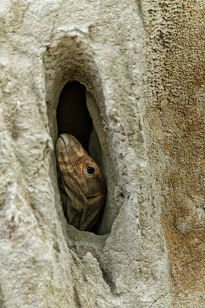 istock Monitor lizard in Bandhavgarh National Park in India 2230287642