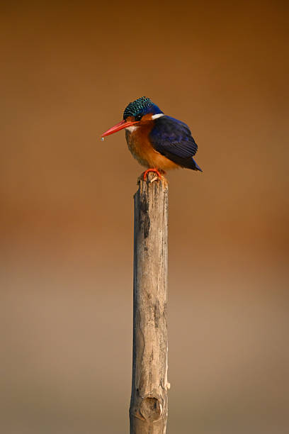 istock Malachite kingfisher on post dribbles from beak 2230288190