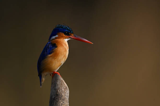 istock Malachite kingfisher on post with golden background 2230288600