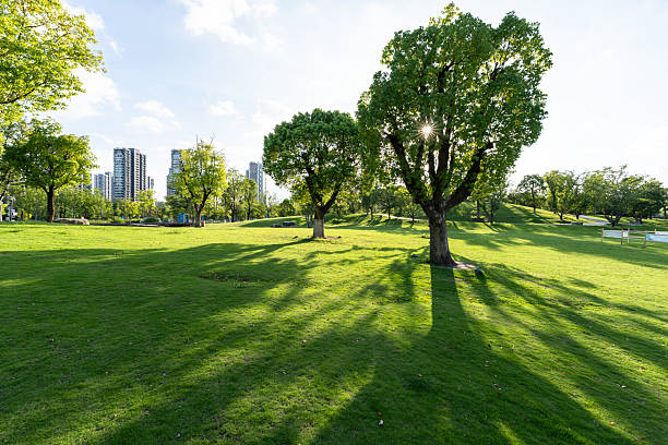Green grass in city