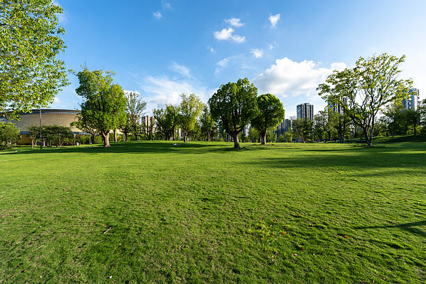 istock Green grass in a city park 2230291672