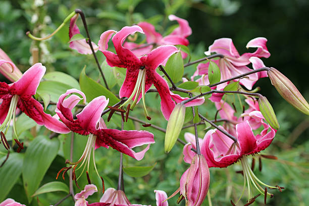 istock Pink lily flowers in close up 2230292586