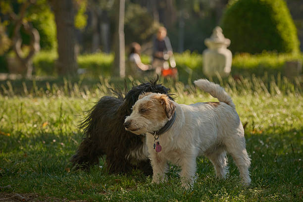 Jack Russell dog in action. Dog in a park