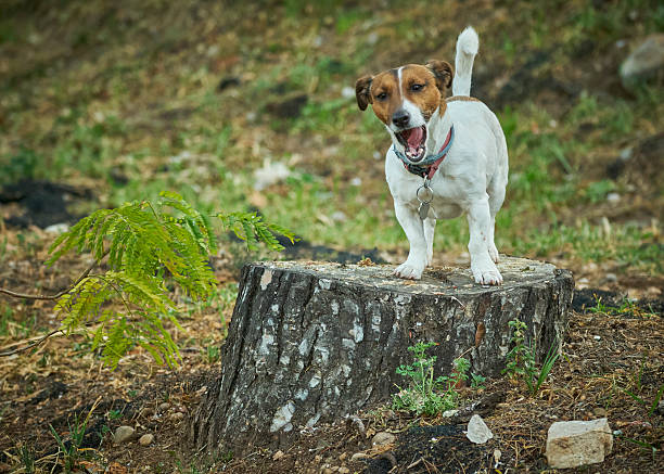 istock Jack Russell Terrier in action. Dog in a park. Tree trunk. Dog climbing a tree trunk. 2230293405