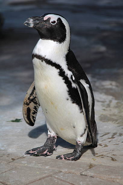 istock A single Humboldt penguin stands in the zoo 2230293809