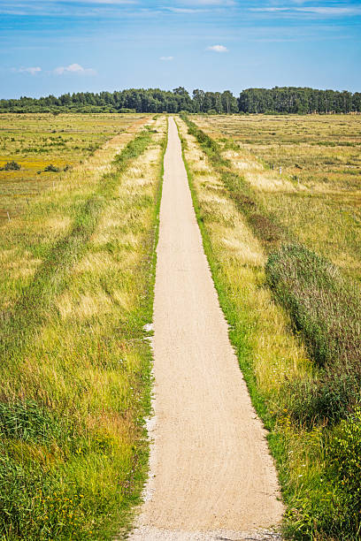 A lush meadow intersected by a long, straight dirt road. The photo was taken at Kalvebod Fælled, located at the southern tip of Amager. In the 1920s, the area was enclosed by dikes and drained as part of a public employment initiative. For many years, it served as military training grounds, but today it’s a large public nature reserve with woodlands and grazing cattle, just minutes from downtown Copenhagen.
