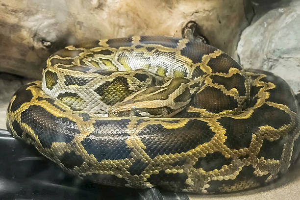 Chester Zoo Reticulated Python Enclosure 50+ Zoo Enclosure Glass Stock Photos, Pictures & Royalty-Free Images ...