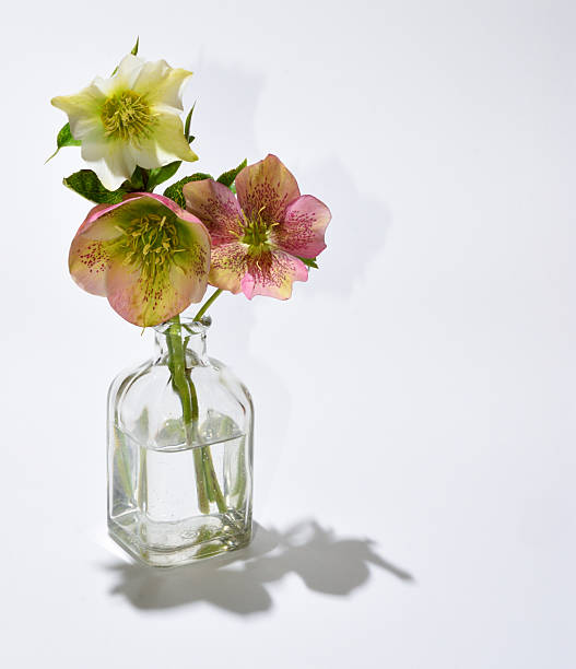 istock Three hellebores in clear glass bottle white background 2230297389