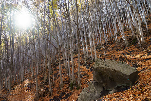 Wood in autumn, beautiful colors, Sicily, Italy