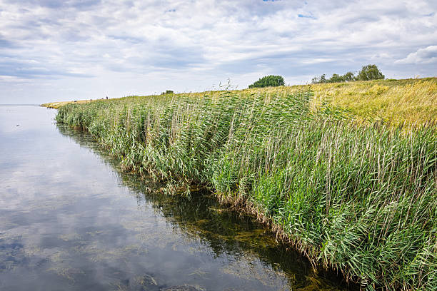 Lush growth of common reed in front of a levee. The photo was taken at Kalvebod Fælled, located at the southern tip of Amager. In the 1920s, the area was enclosed by dikes and drained as part of a public employment initiative. For many years, it served as military training grounds, but today it’s a large public nature reserve with woodlands and grazing cattle, just minutes from downtown Copenhagen.