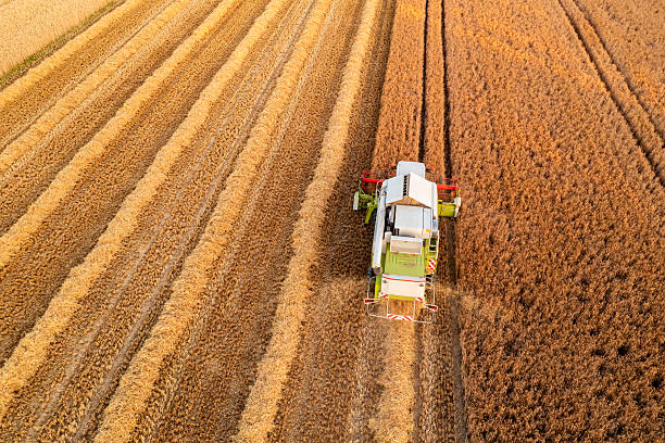 Combine harvester in a grain field