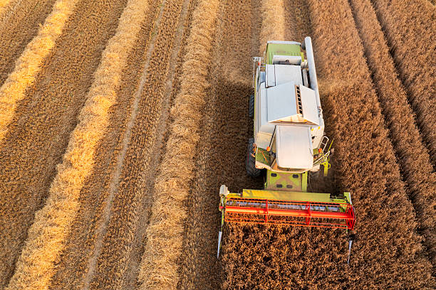 istock Combine harvester in a grain field 2230298180