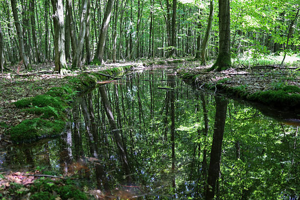 Nature scene, public park view with reflection from river.Munich - Germany.