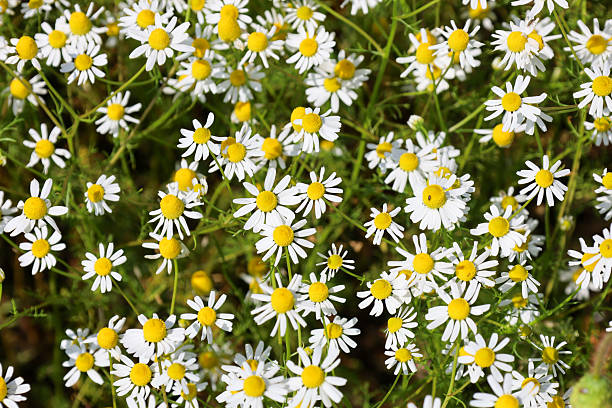 istock Numerous small chamomile flowers with white petals and bright yellow centers densely fill the entire frame. 2230298328