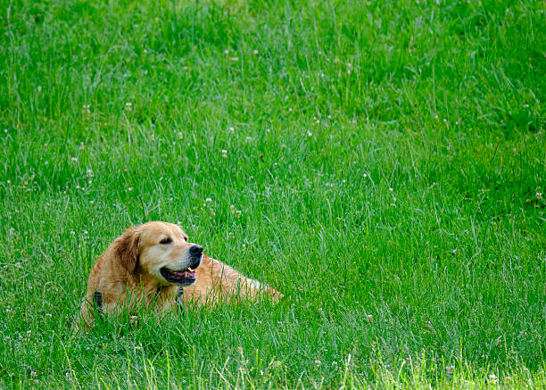 Labrador retriever walking in a park. Older dog.