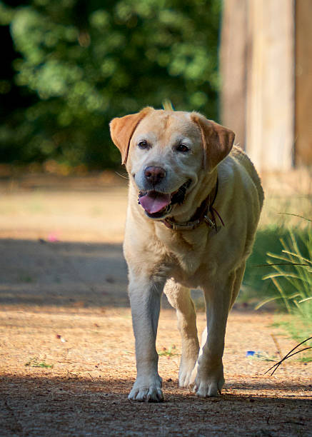 istock Labrador retriever walking in a park. Older dog. 2230298949