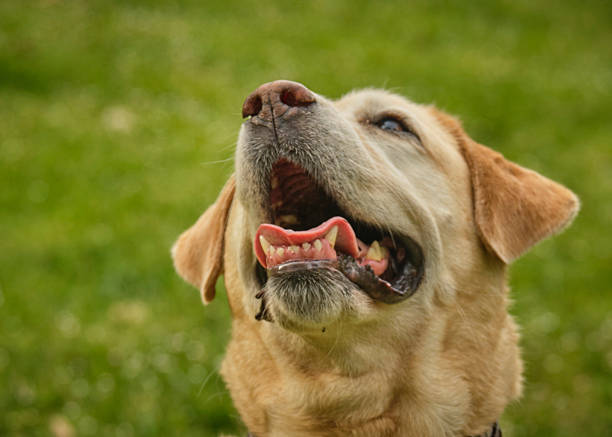 istock Labrador retriever walking in a park. Older dog. 2230299028