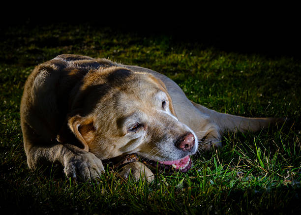 Labrador dog, portrait on a black background