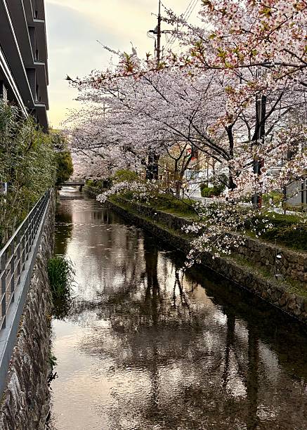 istock Spring Serenity in Kyoto 2230299188
