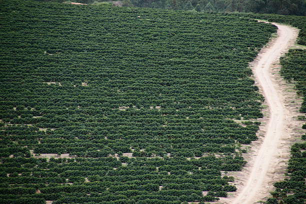 Distant ground view reveals vast coffee plantation in Minas Gerais, with green rows and hilly terrain, perfect for agriculture, production, and Brazilian rural landscape themes