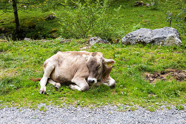 San Gottardo, Switzerland  - September 15, 2024: A vibrant red and white cow statue stands proudly at San Gottardo, showcasing local culture against stunning mountain views.