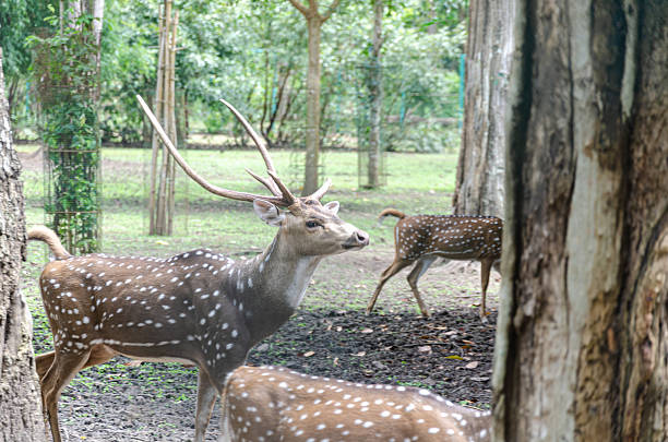 Deers in Nisargadhama forest park at Kushalnagar, Madikeri, Karnataka, India