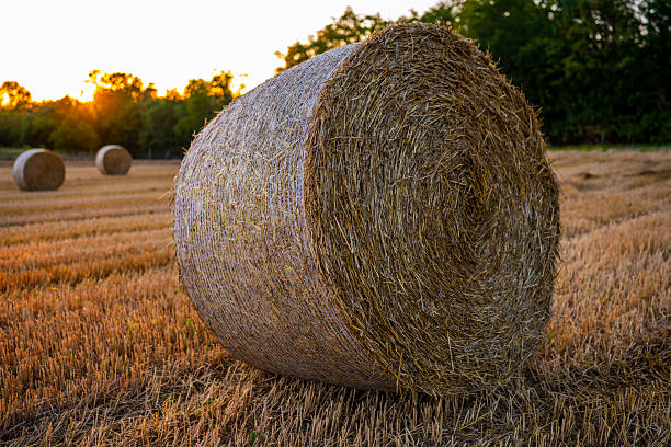 Large round hay bales scattered across a freshly harvested field, bathed in the warm golden tones of sunset.