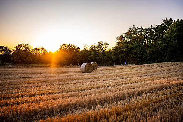 Large round hay bales scattered across a freshly harvested field, bathed in the warm golden tones of sunset.