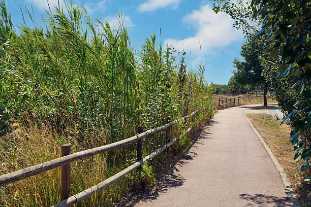 istock A winding path through lush and verdant nature 2230304842