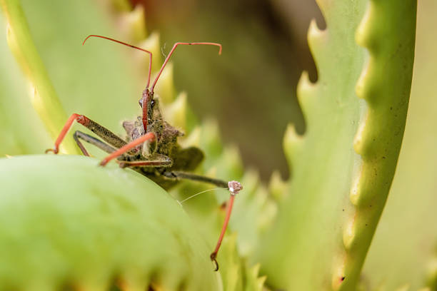 Close-up of Nagusta goedelii, a European predatory bug, perched on a leaf. This discreet insect plays a role in natural pest control.