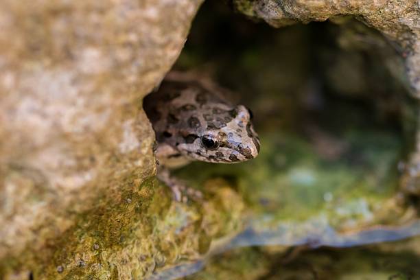 A frog peeking out from a rocky hole with green moss around it.