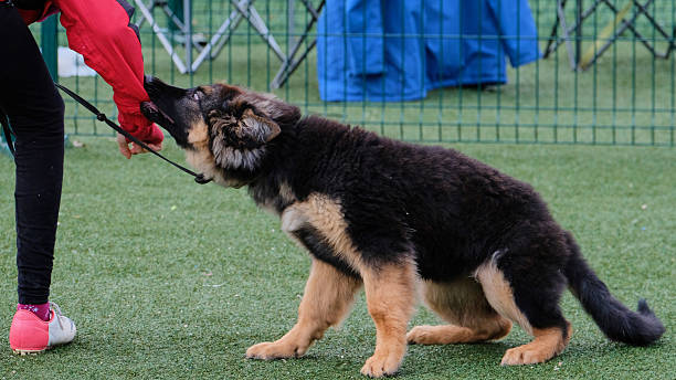 istock German Shepherd. Puppy playing with a woman. 2230308207