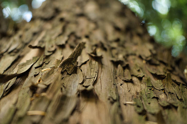 Macro shot of a tree trunk bottom-up