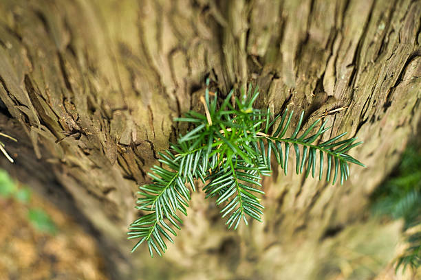 Pine needles, detail, in front of the tree trunk, upside-down view