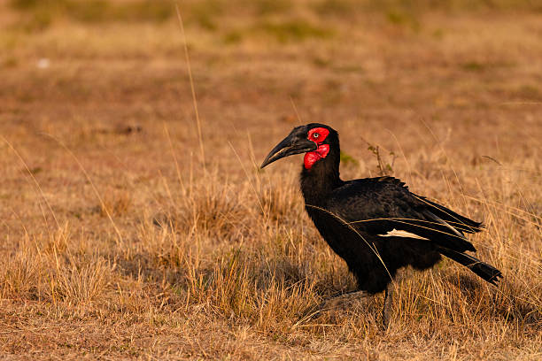 istock Southern Ground Hornbill 2230309195