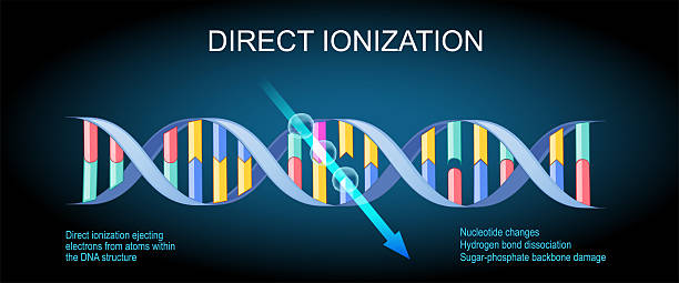Dna Reparation 60+ What Is Dna Damage And Repair Stock Photos, Pictures & Royalty-Free ...