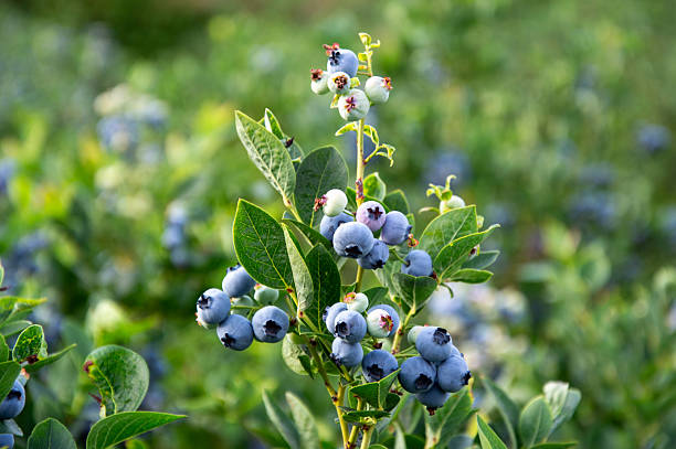 istock Blueberry bushes thrive under warm sunlight, showcasing ripe berries ready for harvest in a vibrant summer setting 2230310082