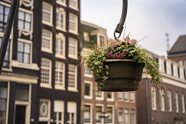 Hanging flower pot in Amsterdam, Netherlands
