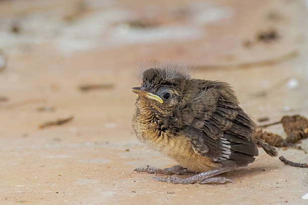A wren chick on the clay tile floor after falling from the nest, in a farm in the eastern Andean mountains of central Colombia, near the Iguaque natural reserve.