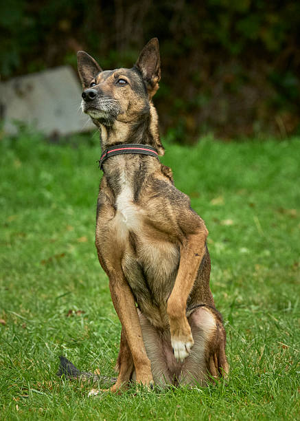istock Belgian Malinois. Dog portrait. 2230311578